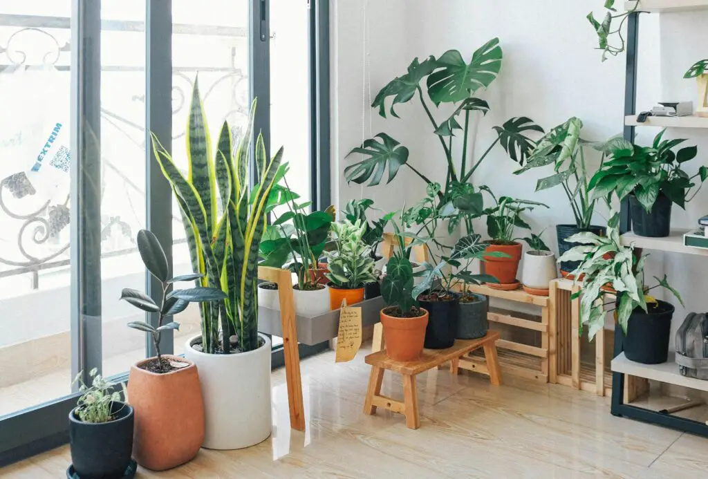 Bringing Nature Indoors: The Art of Plants Decor at Home